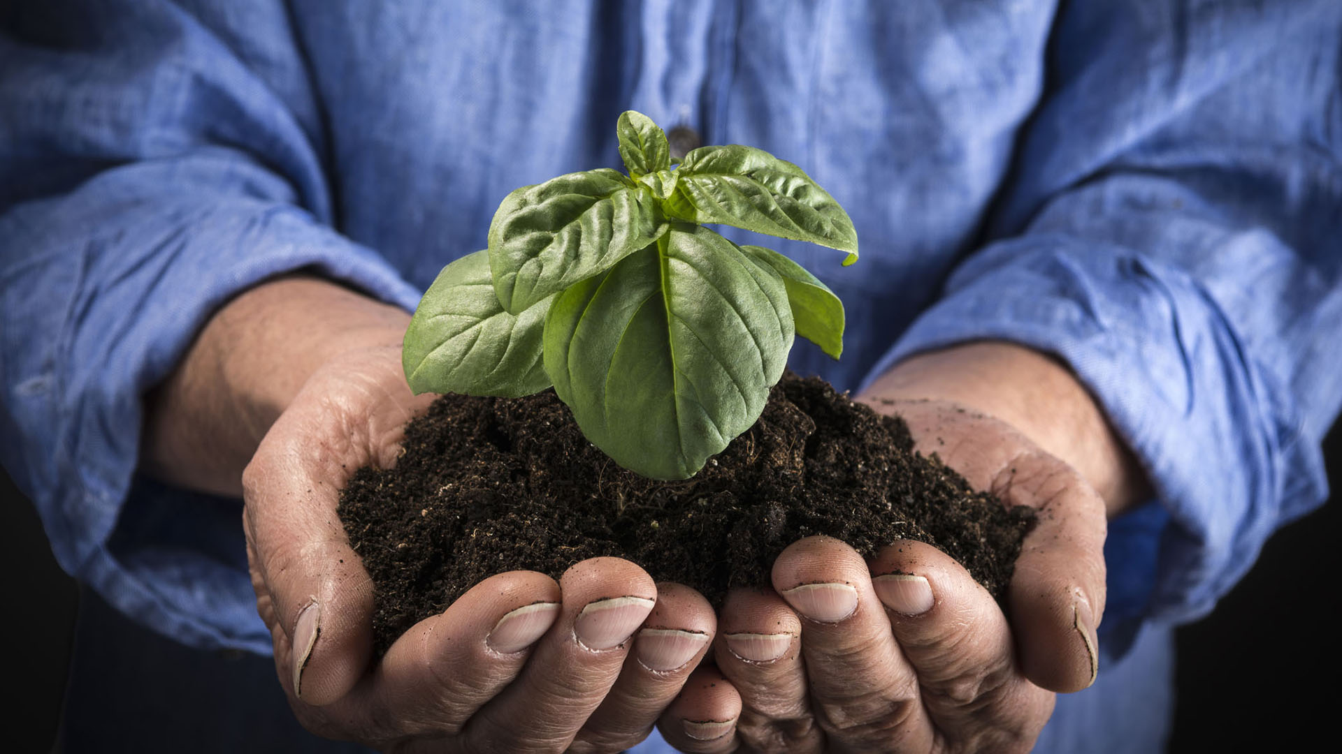 Middle aged man holds in his hands a small young green plant
